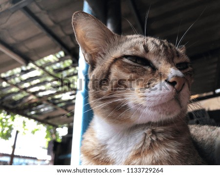 Close up face of thai cat, cute cat, with glare light, summer must protect pets from rabies, with vaccination.