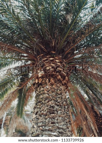 Low angle view of a palm trees
