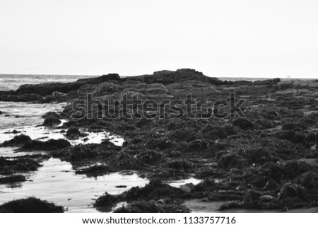 Goleta California: Gray-scale of a seaweed bed washed up on shore, near the north bluffs.