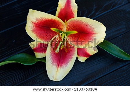 
Beautiful lily flower, yellow with red center, Flavii variety, on a black wooden background. Celebration. For the beloved.