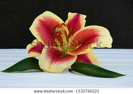 Beautiful lily flower, yellow with a red center, a kind of Flavii, on a black white wooden background. Celebration. For the beloved.