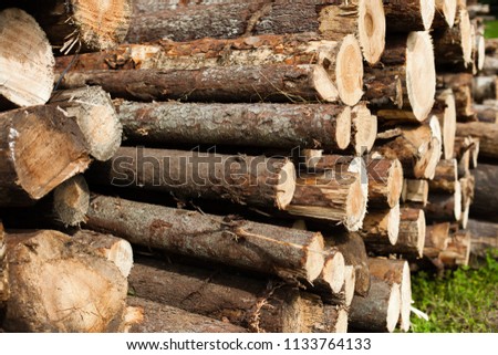 Pile of wood logs. Wood logs texture background. 
