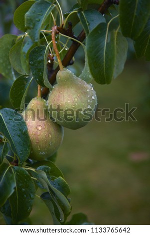 Pears on the tree. Summer garden.