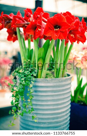 Beautiful red daisy flowers with long green sticks blooming in designer silver vase. This flower plant is the best option to make your home yard unique.