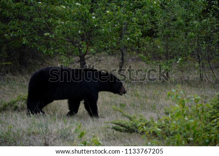 Black bear in nature
