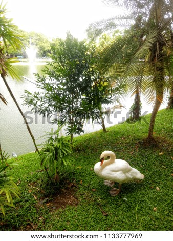 white swan in tha garden