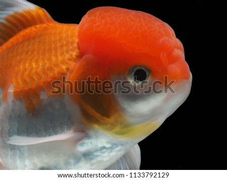 goldfish in isolated