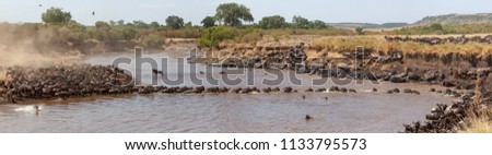 It is the Great Wildebeest Migration.  These are good pictures of wildlife. Photos were taken on short distance and with excellent light. Royalty-Free Stock Photo #1133795573