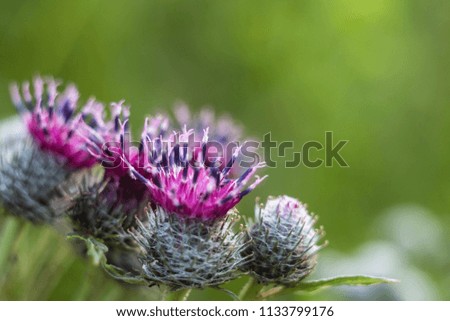 burdock flowers, close-up shot