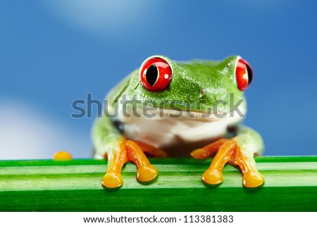 Green Frog with red eye.