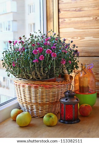 Pink chrysanthemum apples and a lantern on a balcony Royalty-Free Stock Photo #113382511