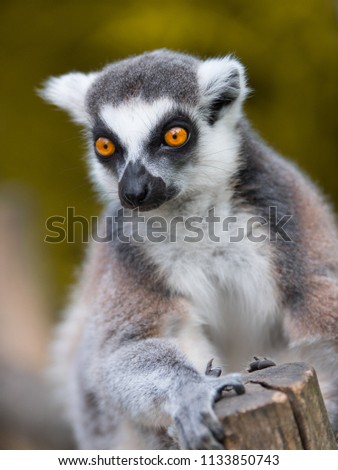 A picture of a Maki / Lemur at the zoo of Planckendael Belgium.