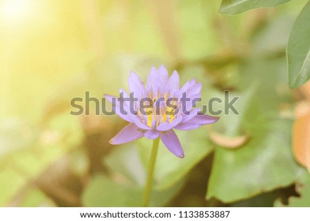 Close up bright,soft and selective focus image of single purple lotus in a pond with sunlight and space for add text for illustration buddhism concept.