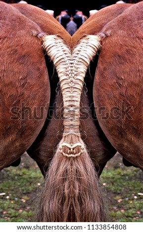 symmetrical photograph of braid  formed in the tail of a horse, artistic photography, mirror effect, Symmetrical photograph of horsetail,