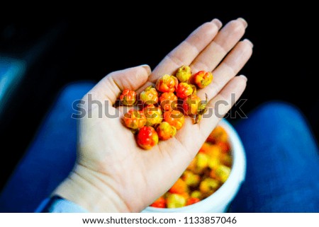 Hand holding fresh orange berries                     