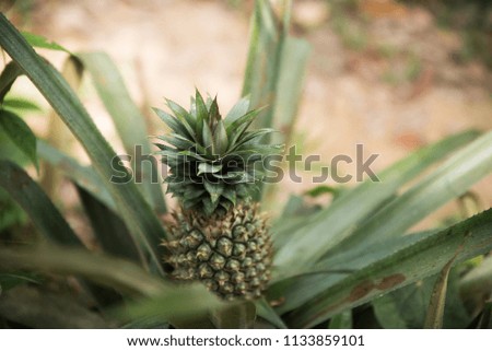 Pineapple growing in the Khao Sok Jungle, Thailand