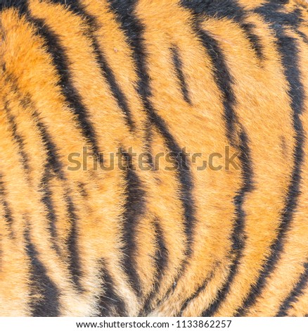Animal skins texture of tiger