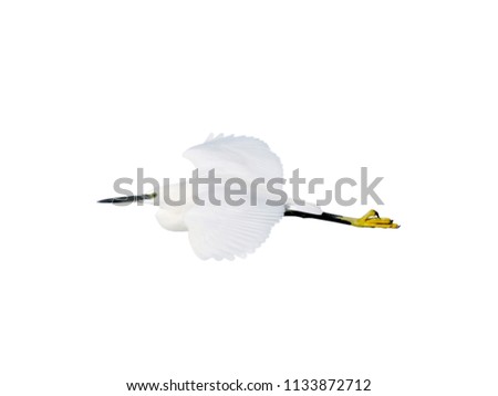 Little egret (Egretta garzetta) on flight, isolated on white background, cut out