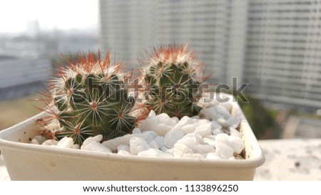 Closeup picture. Twin Cactus in a white pot sprinkled with white stones. Red thorny tree.