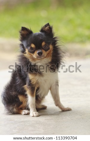 Cute long hair male chihuahua dog sitting on concrete floor and looking at the camera in park