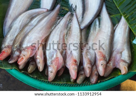 Butter catfish, Two-spot glass catfish, Ompok bimaculatus, Sheatfish, Siluridae, fish background Royalty-Free Stock Photo #1133912954