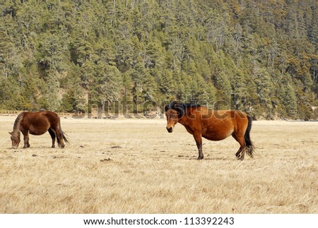 horse in the grassland woodland background in Pudacuo national park, Yunnan province