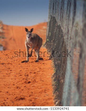 Kangaroo beside fenceline in Simpson Desert Australia