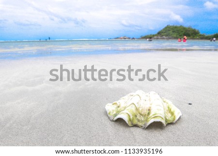 This is the giant clams. It's rare in nature. It can produce pearls. The shell is seen in the picture because it was long dead. 14/07/2013 Location Chonburi Thailand
