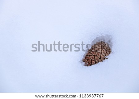 The pine cone on the fluffy snowfield