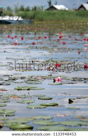 Kashmir lake lotus