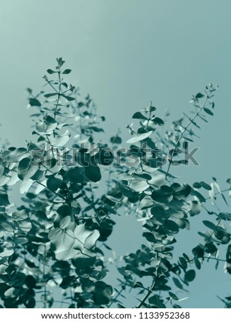 Abstract close-up of branches / leaves in elegant blue green hue, autumn or winter concept.