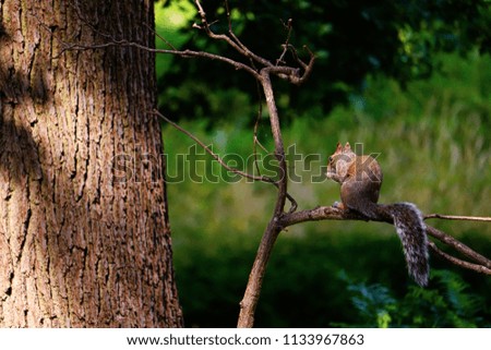 Squirrel in the woods