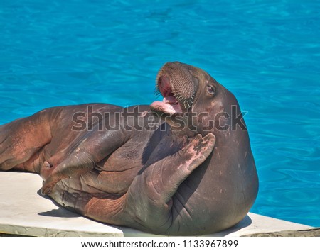 Funny sea walrus