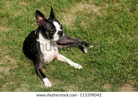 Boston Terrier Laying In The Yard