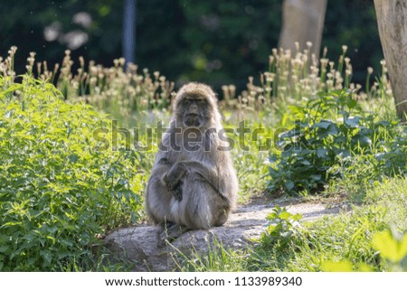The Barbary macaque scientific name Macaca sylvanus sitting on a rock in the green