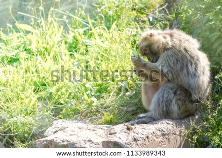The Barbary macaque scientific name Macaca sylvanus sitting on a rock in the green