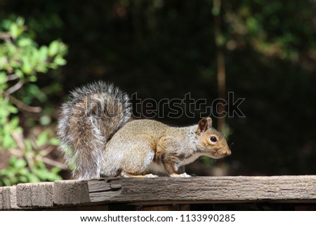 Close up photograph of a grey squirrel,  on a feeding table, in bright sunlight, with natural woodland background