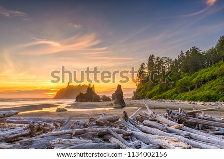 Olympic National Park, Washington, USA at Ruby Beach with piles of deadwood. Royalty-Free Stock Photo #1134002156