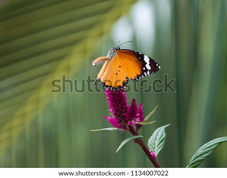 Butterfly And Red Cock Comb Flower With Green Background
