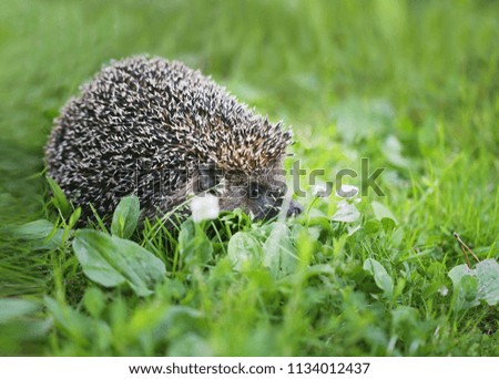 Photo of a macro funny hedgehog on the grass in the park