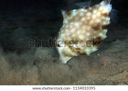 Humpback Turretfish (Tetrosomus gibbosus) Stirring up Bottom Sand in Search for Food. Anilao, Philippines