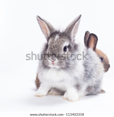 Two rabbits bunny isolated on white background