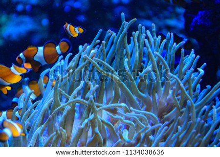 Tropical and coral sea fish. Beautiful underwater world