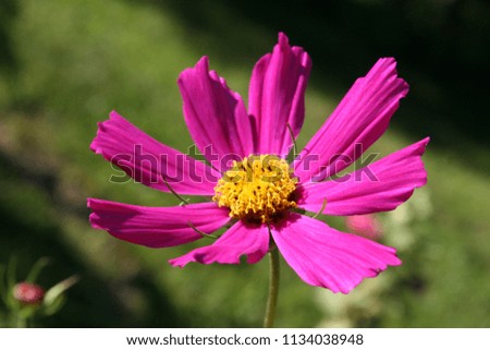 Bright pink garden cosmos or Mexican aster (Cosmos bipinnatus) flower close up  