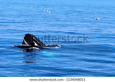 picture of a whale while whale watching in the ocean off the coast of cape cod