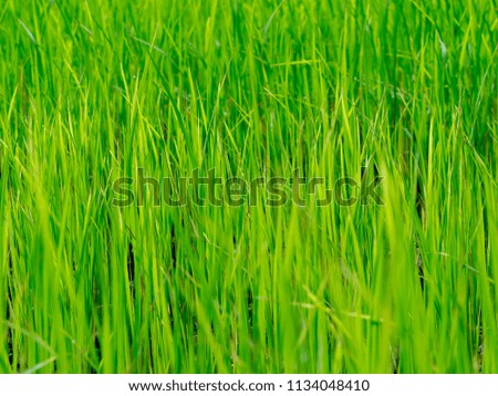 view of a rice  field
