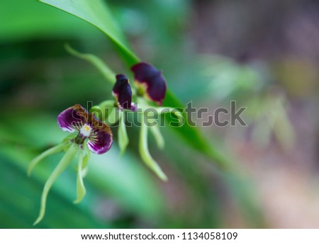 Belize National Flower - the Black Orchid Royalty-Free Stock Photo #1134058109