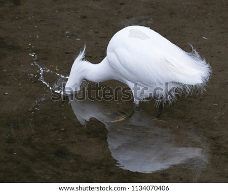 Snowy Egret in it's environment. 