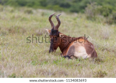 Kudu lying down with his head in the grass in the field