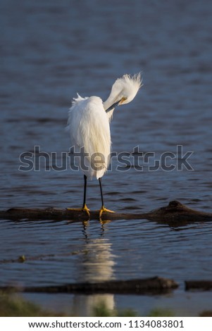 Snow white Egret using beak to groom the feathers of the wings while standing over reflection in estuary water.